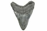 Fossil Megalodon Tooth - South Carolina #365745-2